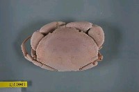 藏品(隆背瓢蟹)的圖片